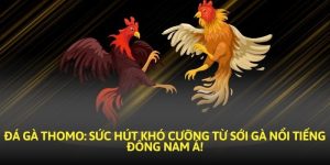 Đá Gà Thomo - Mở Màn Kho Trận Đấu Rực Lửa Tại U888