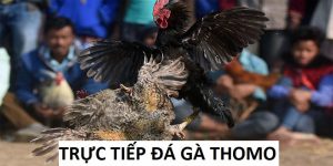 Trực Tiếp Đá Gà Thomo: Khám Phá Trận Đấu Siêu Đẳng Cấp