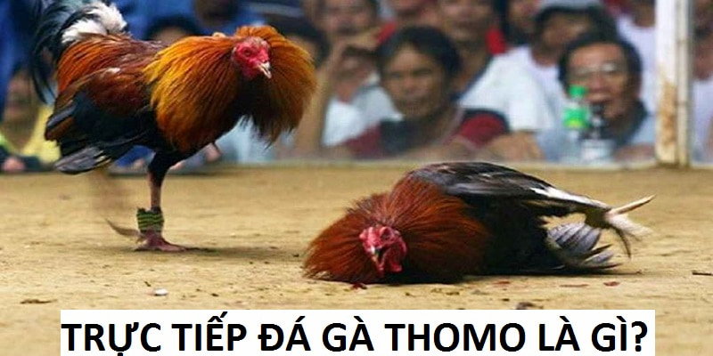 Trực tiếp đá gà Thomo được nhiều người theo dõi